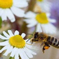 fr_expos-abeilles24