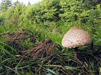 fr_expos-champignons24